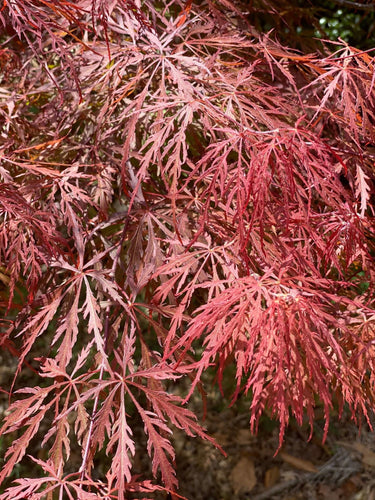 Acer palmatum 'Anticipation' - mapleridgenursery